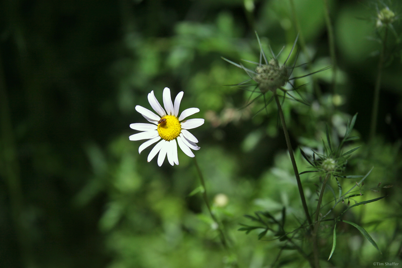 Illustration for article titled Daisy